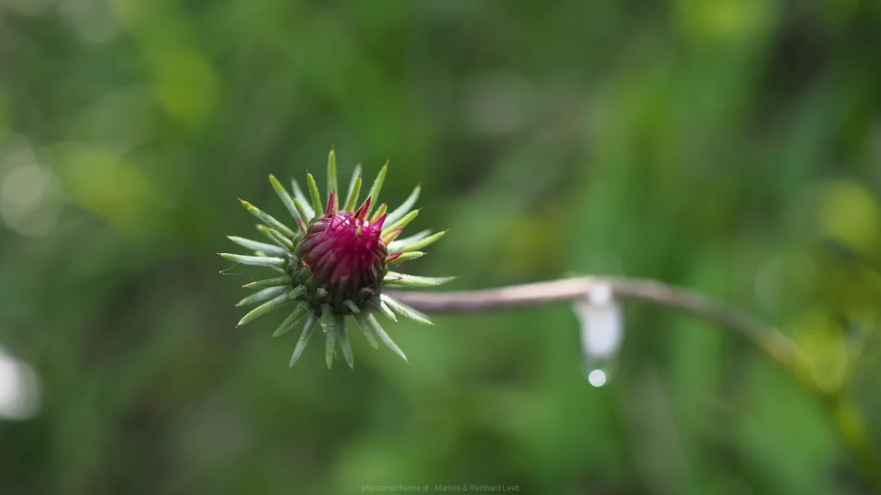 Alpen-Distel
