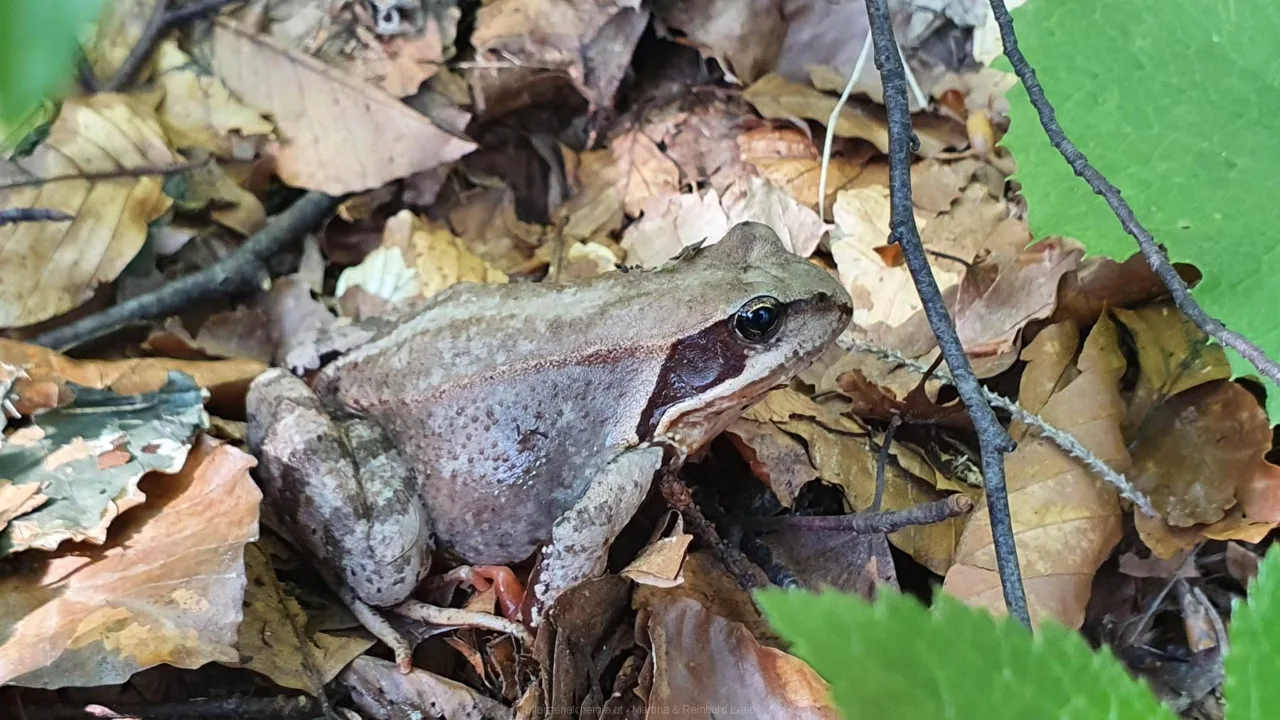 Grasfrosch