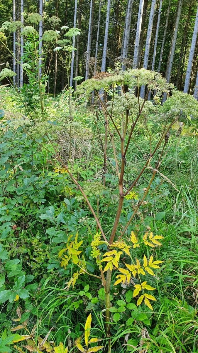 Wald-Engelwurz