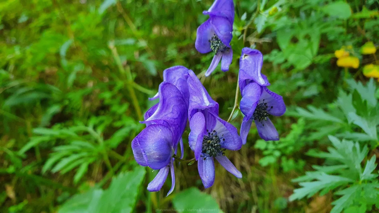 Blauer Eisenhut