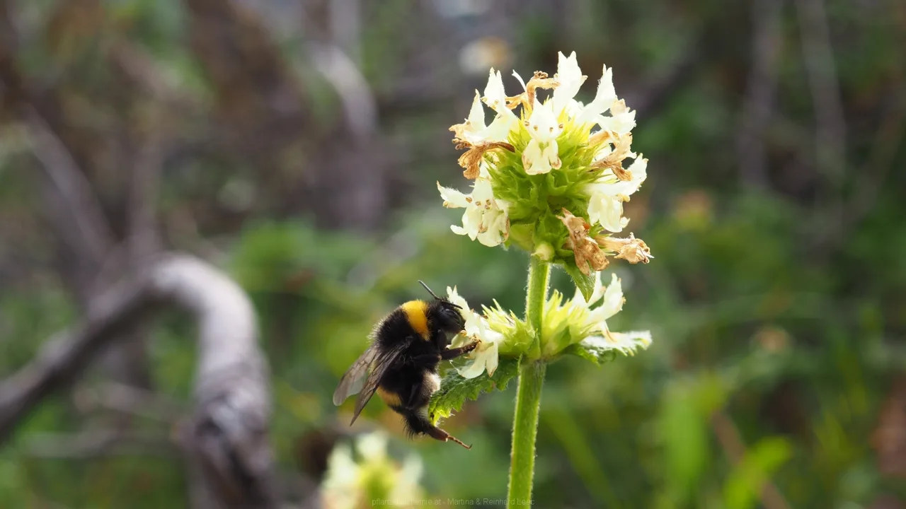 Hummel an Gelb-Betonie bzw. Gelbem Ziest