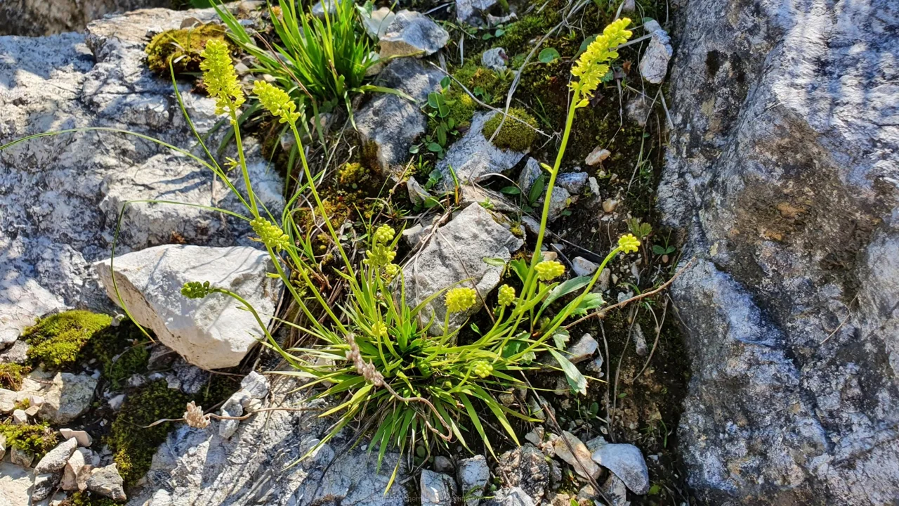 Gewöhnliche Simsenlilie (Tofieldia calyculata)