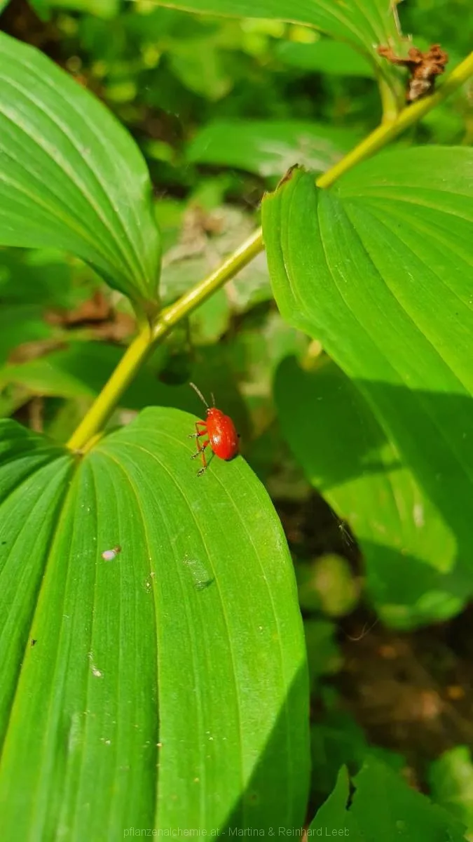 Lilienhähnchen auf Weißwurz