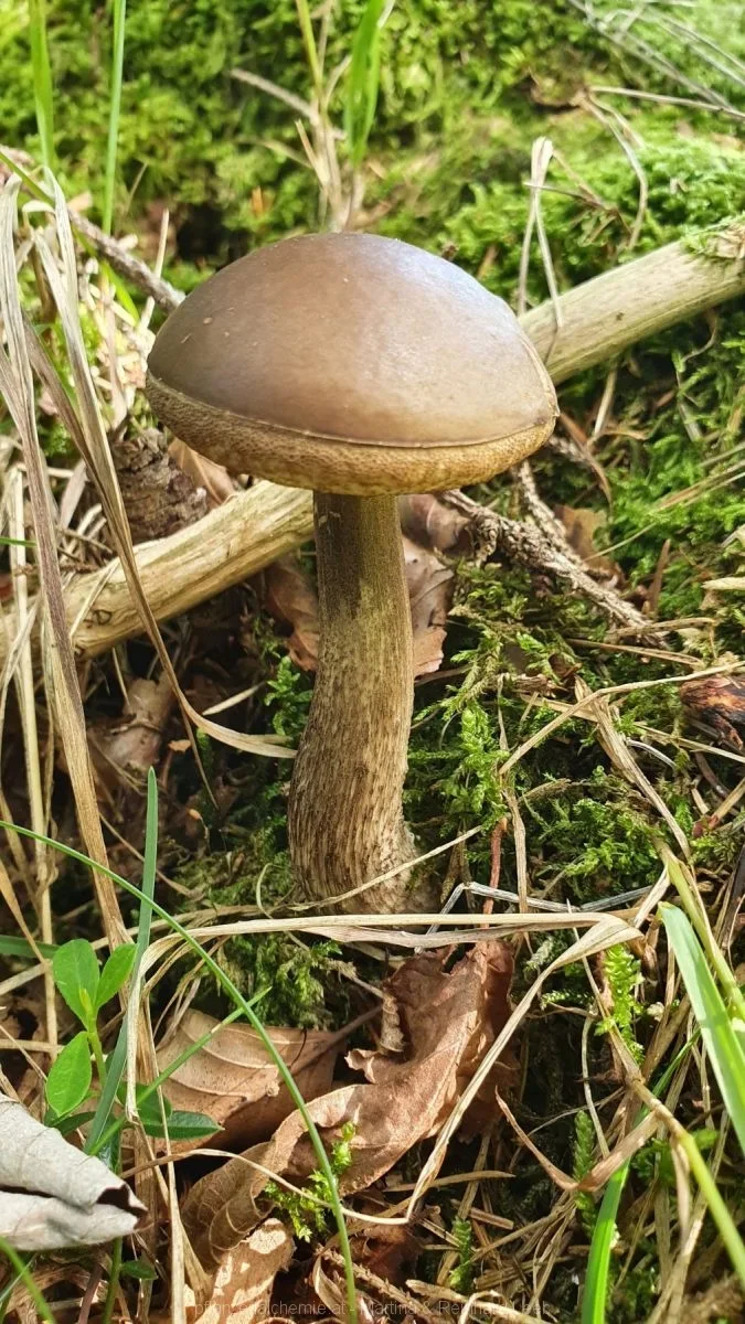 Hainbuchen-Röhrling