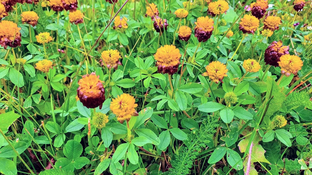 Braun-Klee (Trifolium badium)