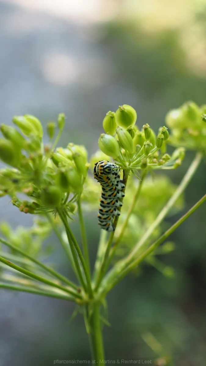 Raupe des Schwalbenschwanzes