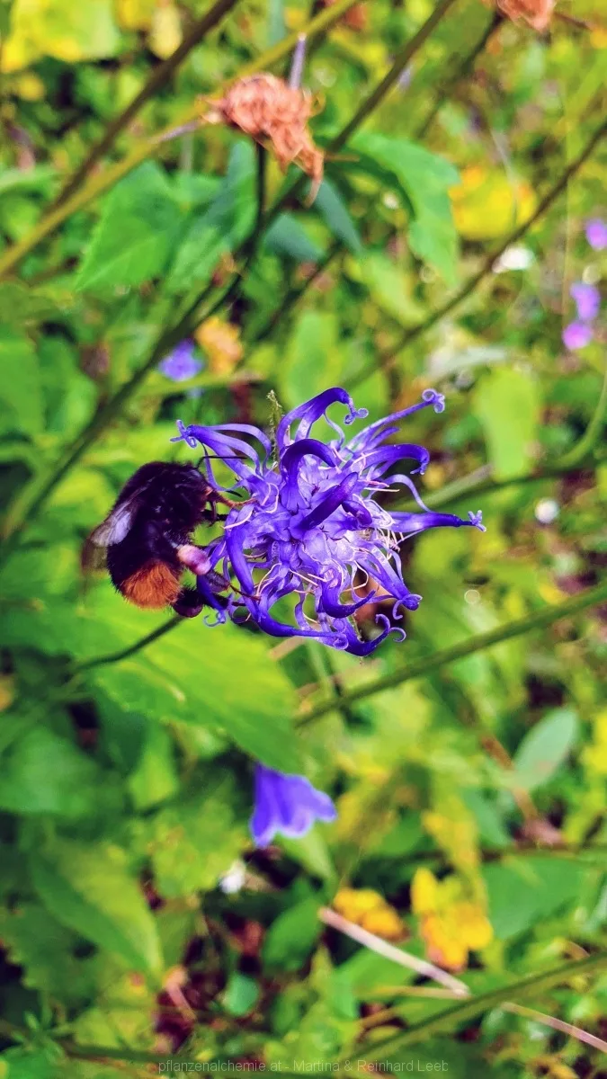 Steinhummel auf kugeliger Teufelskralle