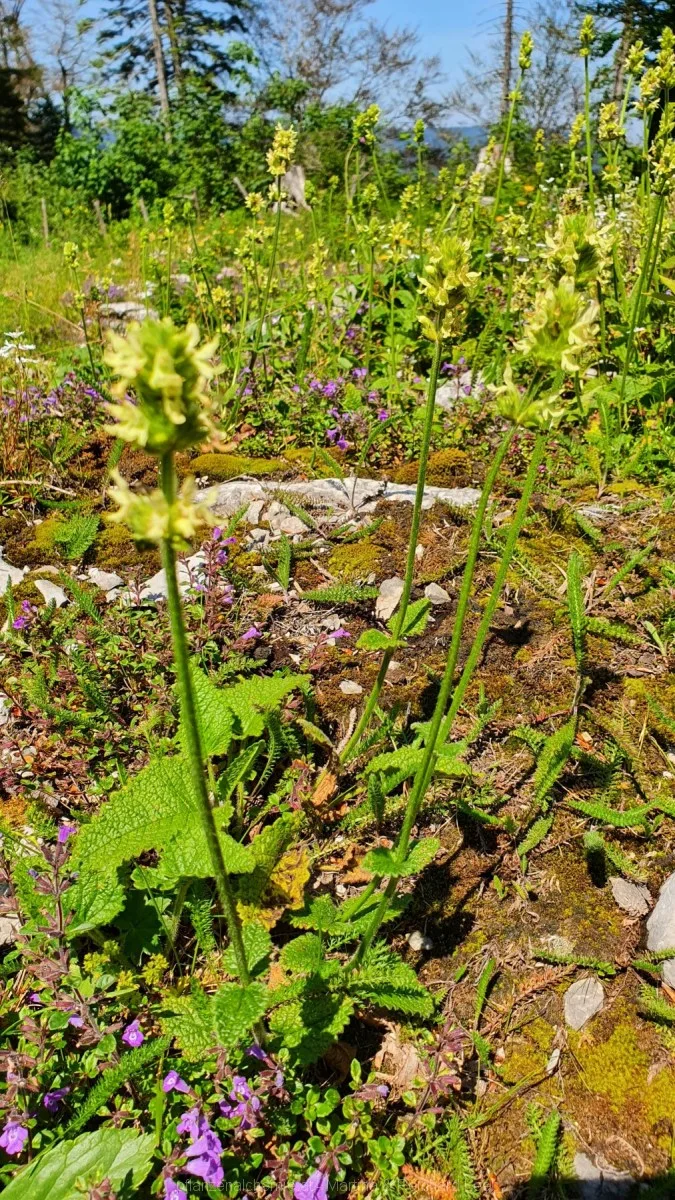 Gelb-Betonie (Betonica alopecuros)