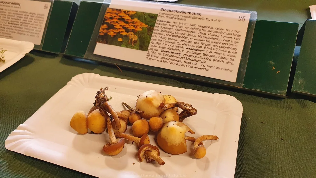 Stockschwämmchen