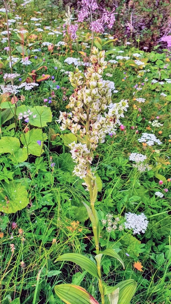 Weißer Germer (Veratrum album)