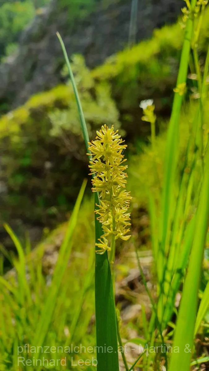 Gewöhnliche Simsenlilie (Tofieldia calyculata)