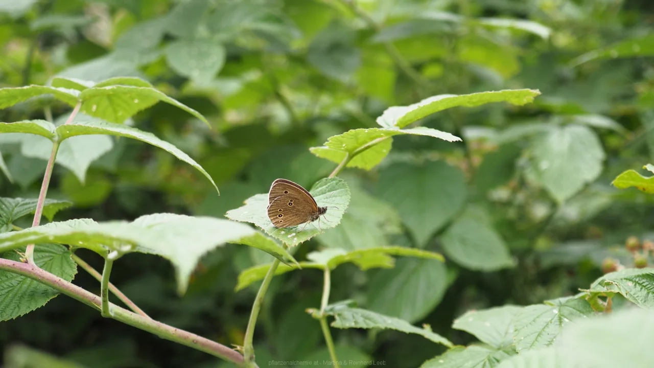 Brauner Waldvogel