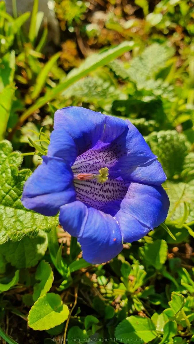 Clusius Enzian (Gentiana clusii)