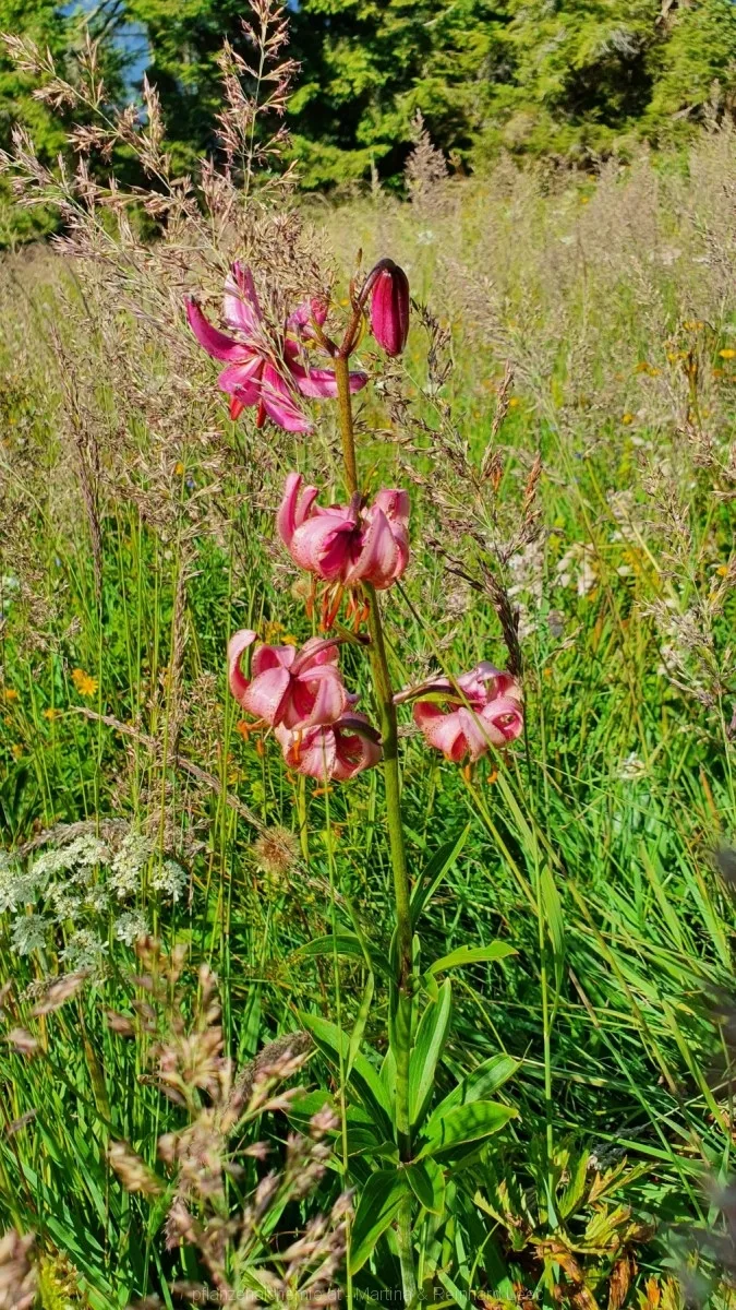Bodenwies 8.8.2020 – Aufnahme 36