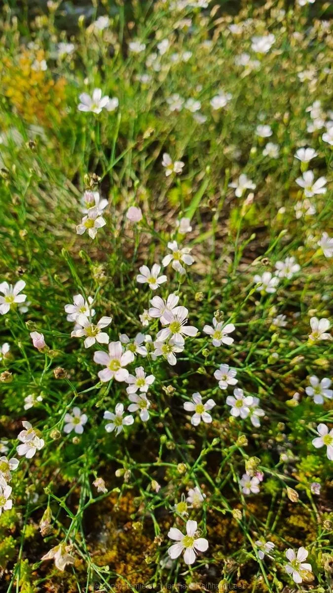 Steinbrech-Felsennelke (Petrorhagia saxifraga)
