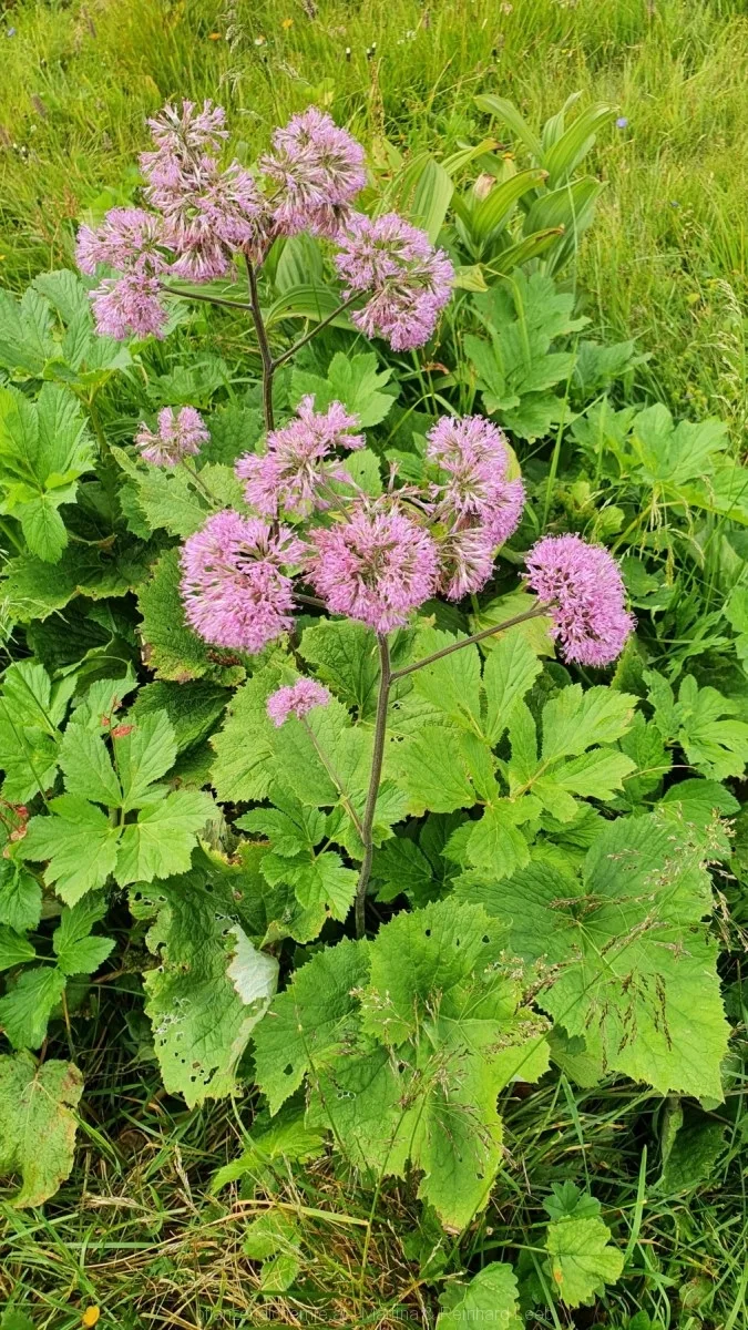 Grauer Alpendost (Adenostyles alliariae)
