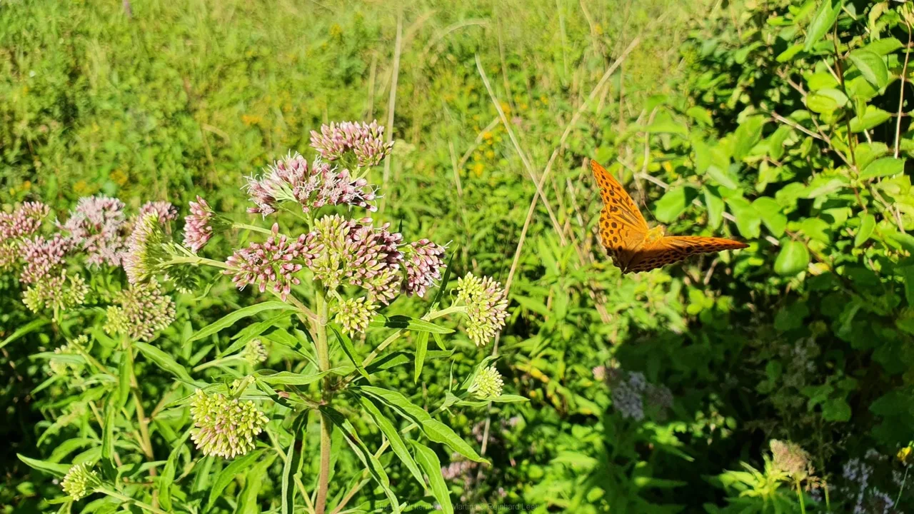 ein flüchtender Kaisermantel (Argynnis paphia)