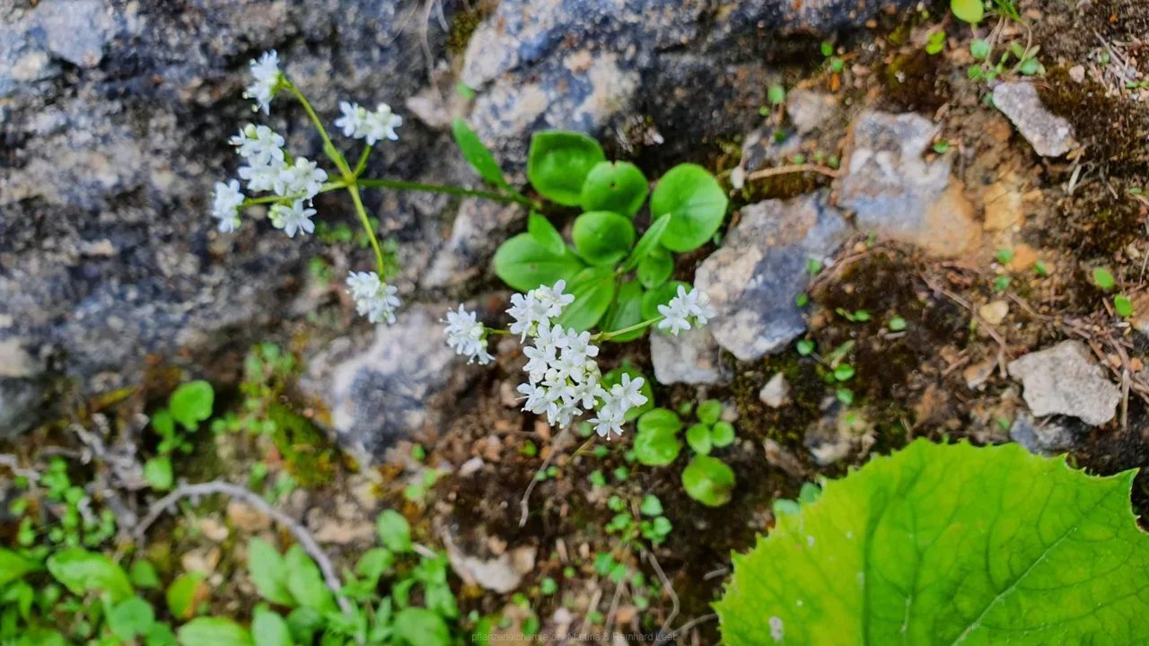 Felsen-Baldrian (Valeriana saxatilis)