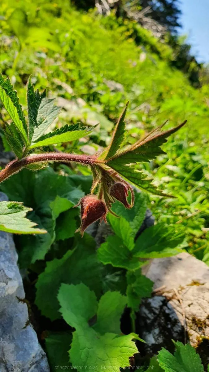 Bach-Nelkenwurz (Geum rivale)