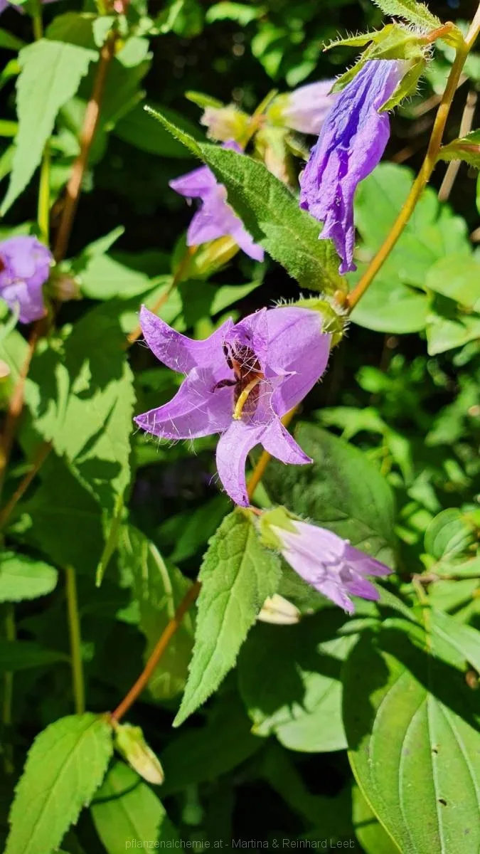 Nesselblättrige Glockenblume (Campanula trachelium)