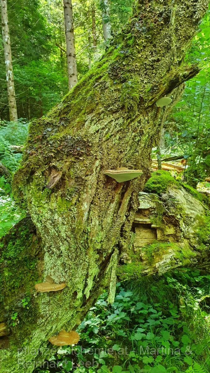 Lunz-Ybbstalerhütte – Aufnahme 17