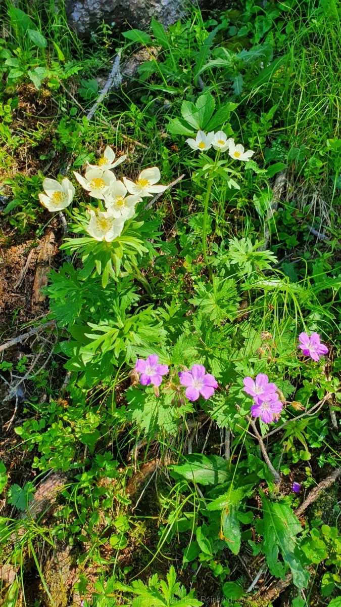 Alpen-Berghähnlein und Waldstorchschnabel
