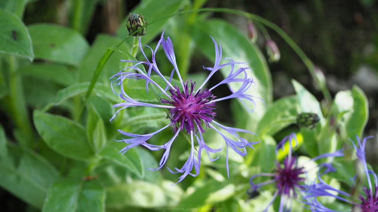Berg-Flockenblume