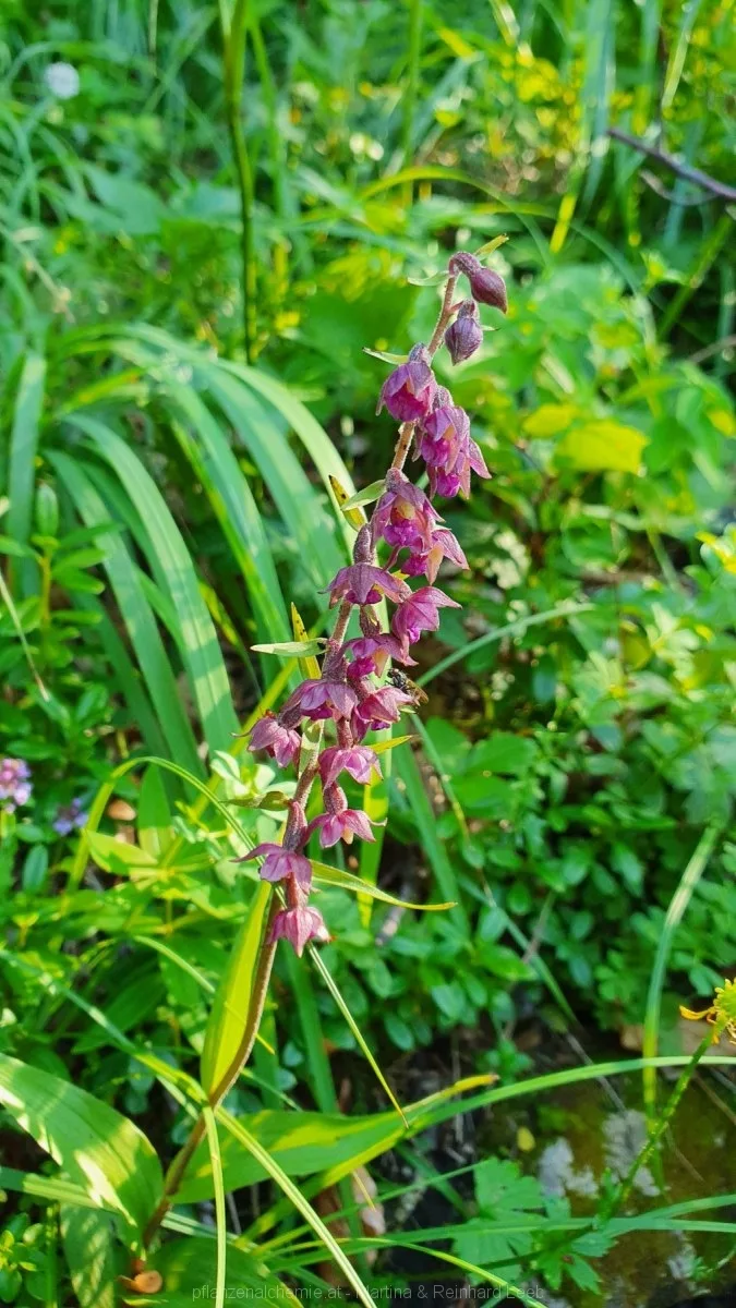 Bodenwies 8.8.2020 – Aufnahme 18