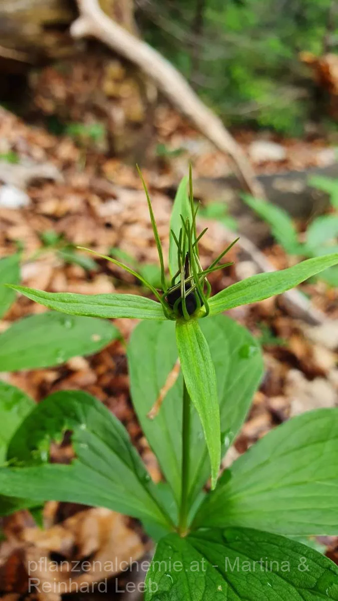 Einbeere (Paris quadrifolia)
