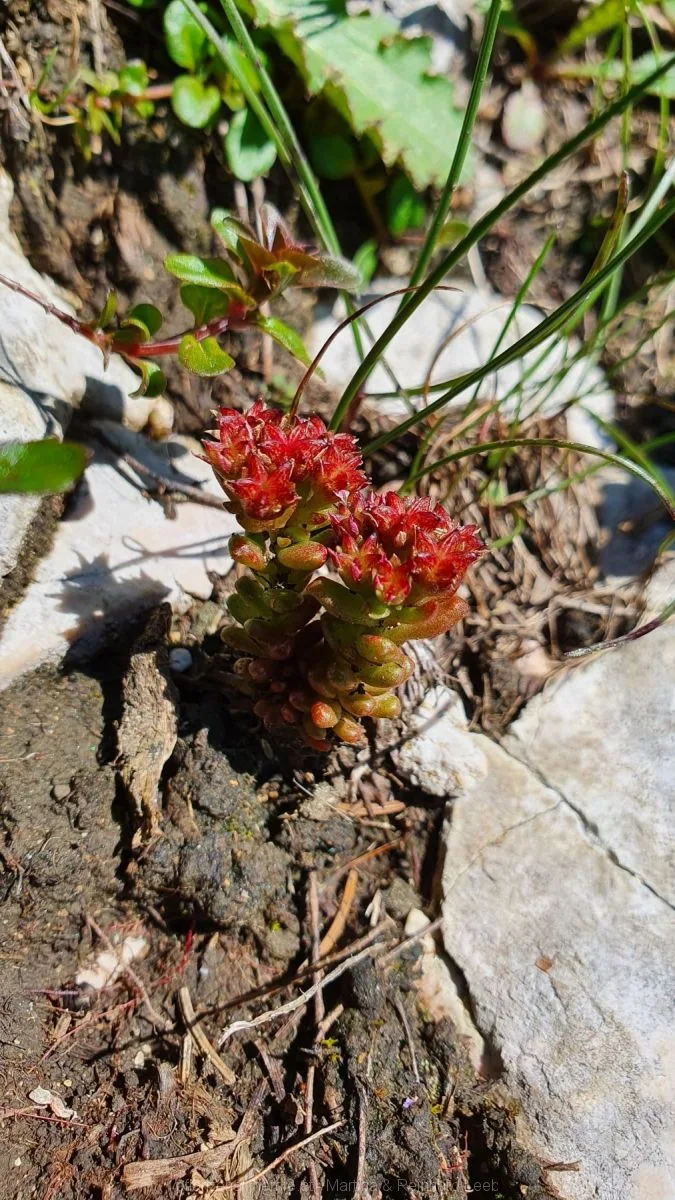 Dunkler Mauerpfeffer (Sedum atratum)