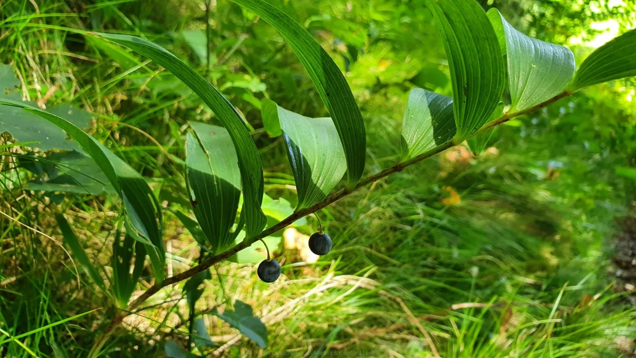 Echtes Salomonssiegel
