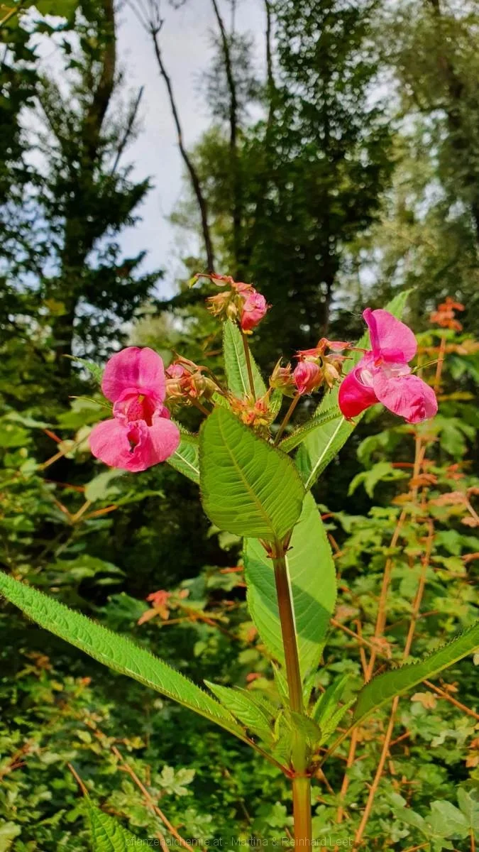 Drüsiges Springkraut (Impatiens glandulifera)