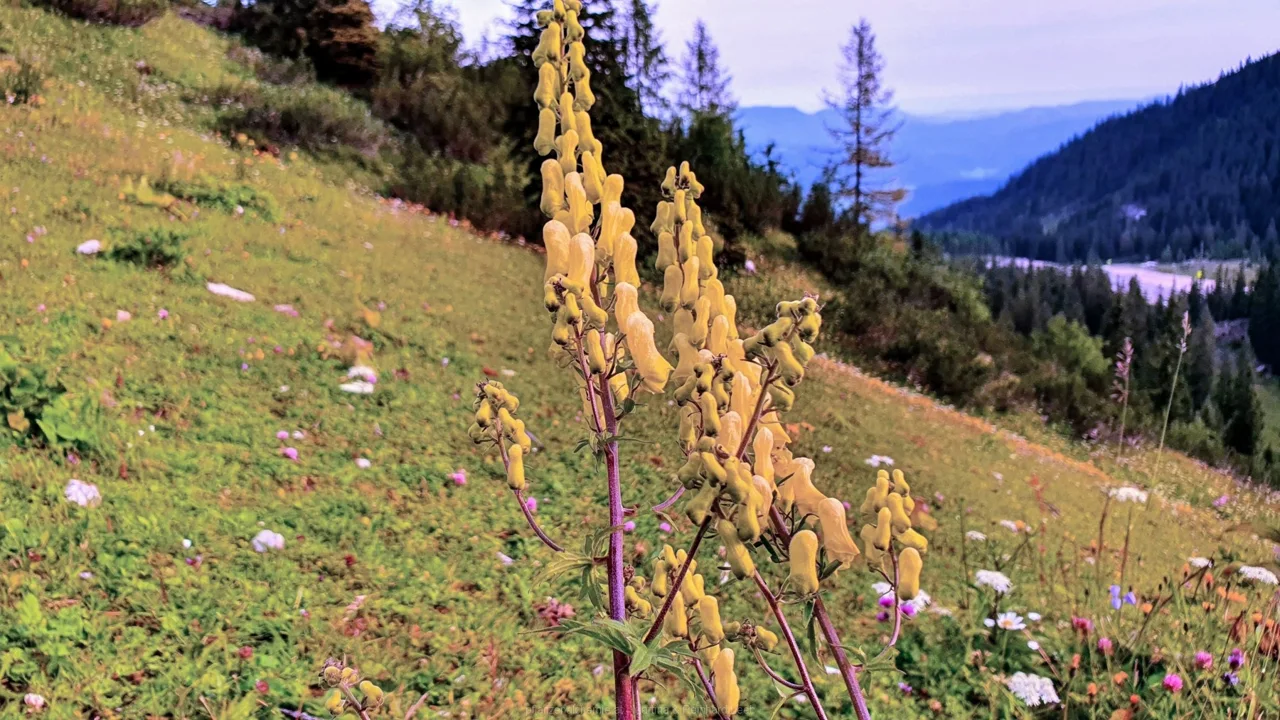 Wolfs-Eisenhut (Aconitum lycoctonum)