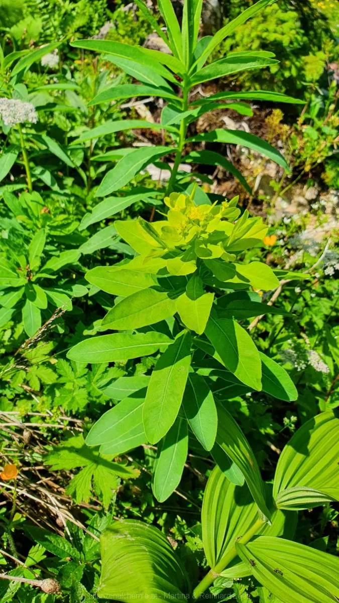 Österreichische Wolfsmilch (Euphorbia austriaca)