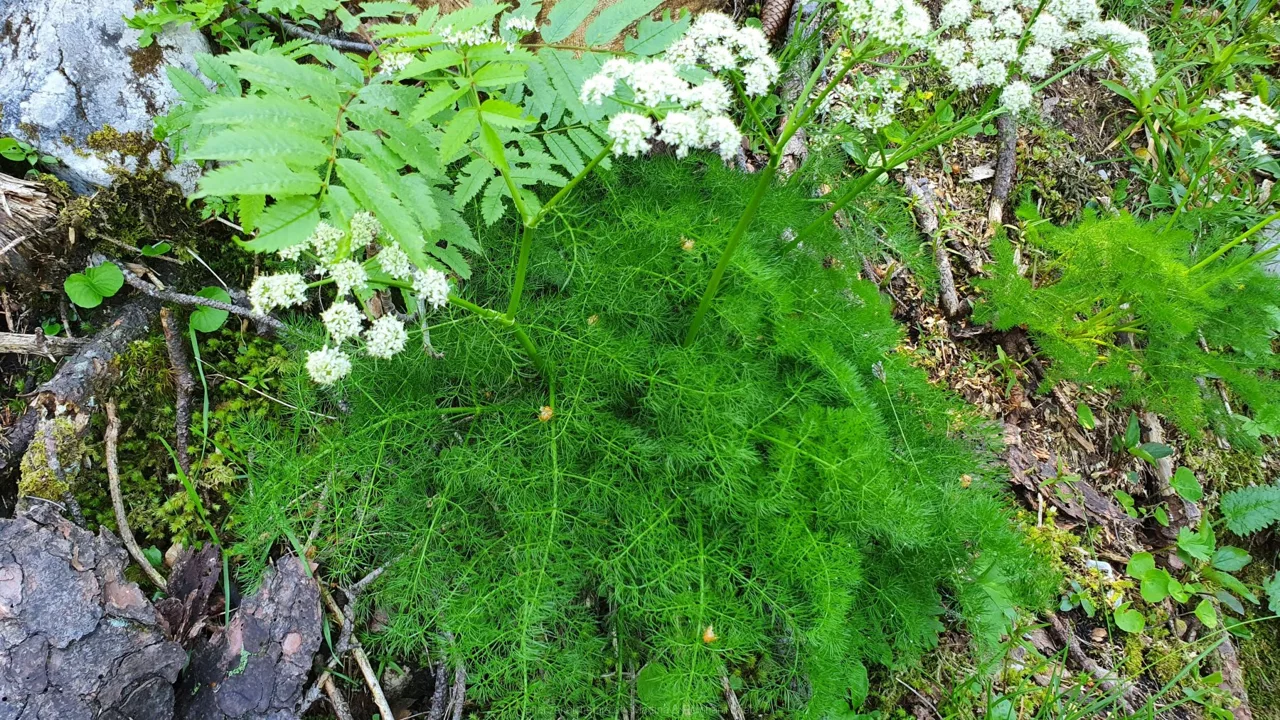 Bärwurz (Meum athamanticum)