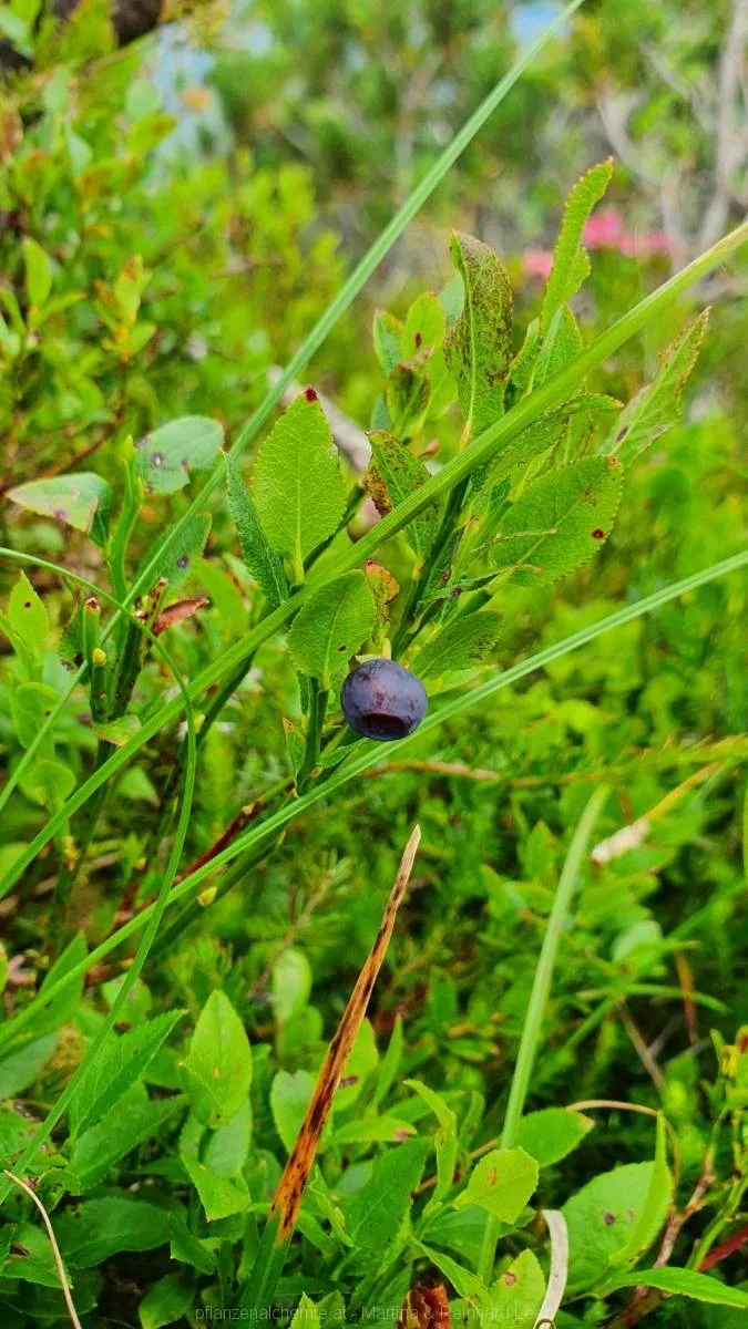 Heidelbeere (Vaccinium myrtillus)