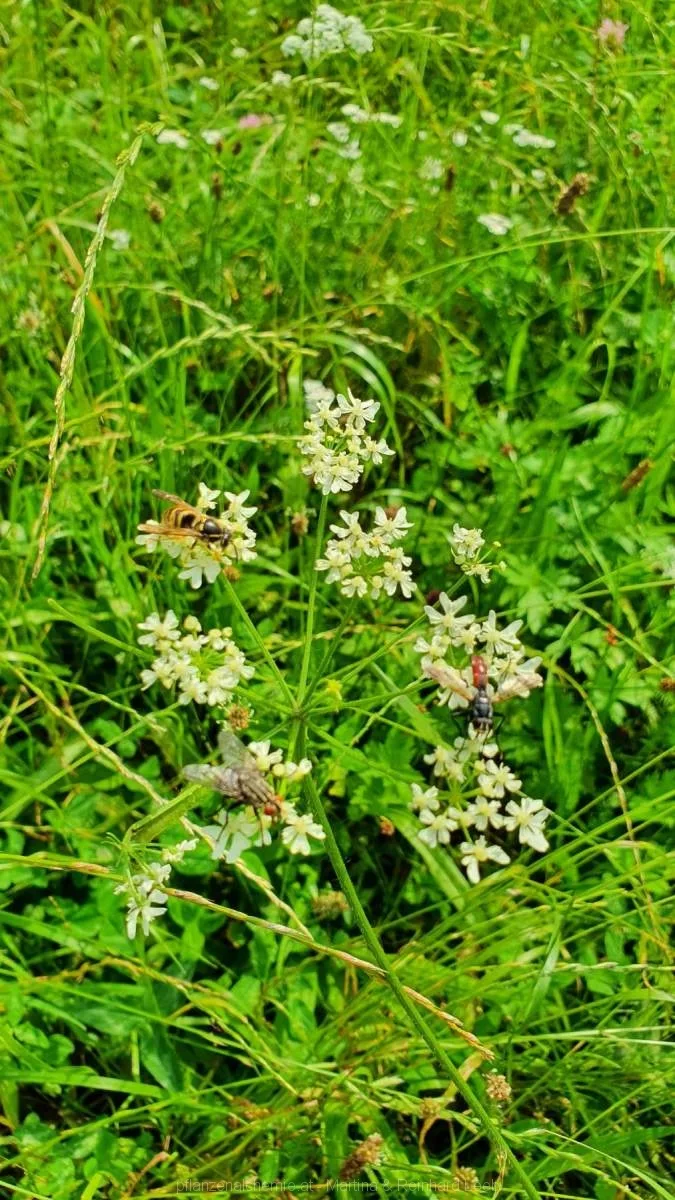 Eine Vielzahl an Insekten auf der wilden Möhre