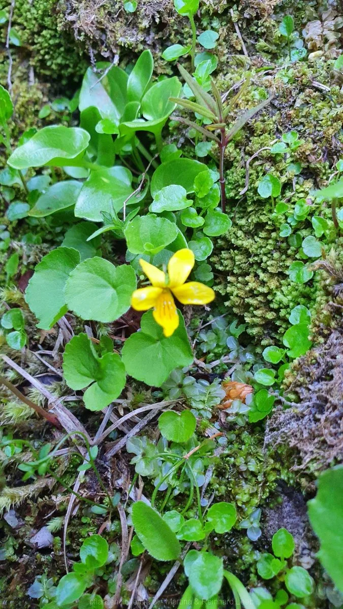 Zweiblütiges Veilchen (Viola biflora)