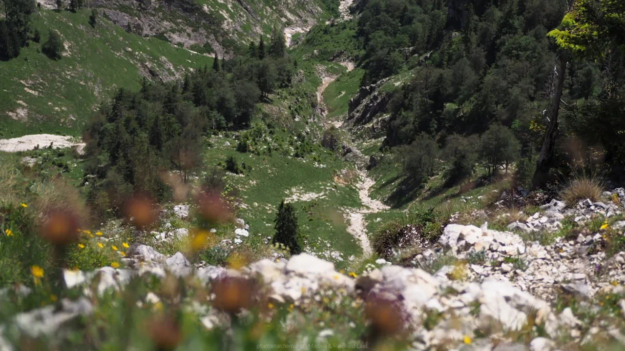Talblick