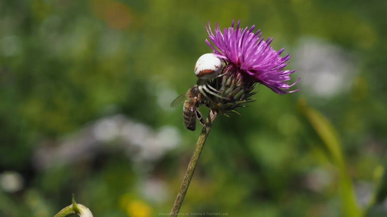 Veränderliche Krabbenspinne