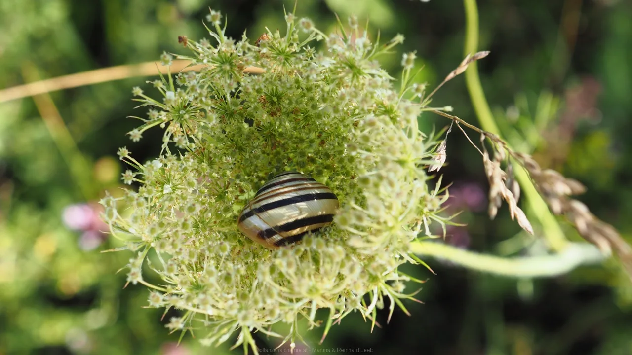 Schnecke im Karottenbett