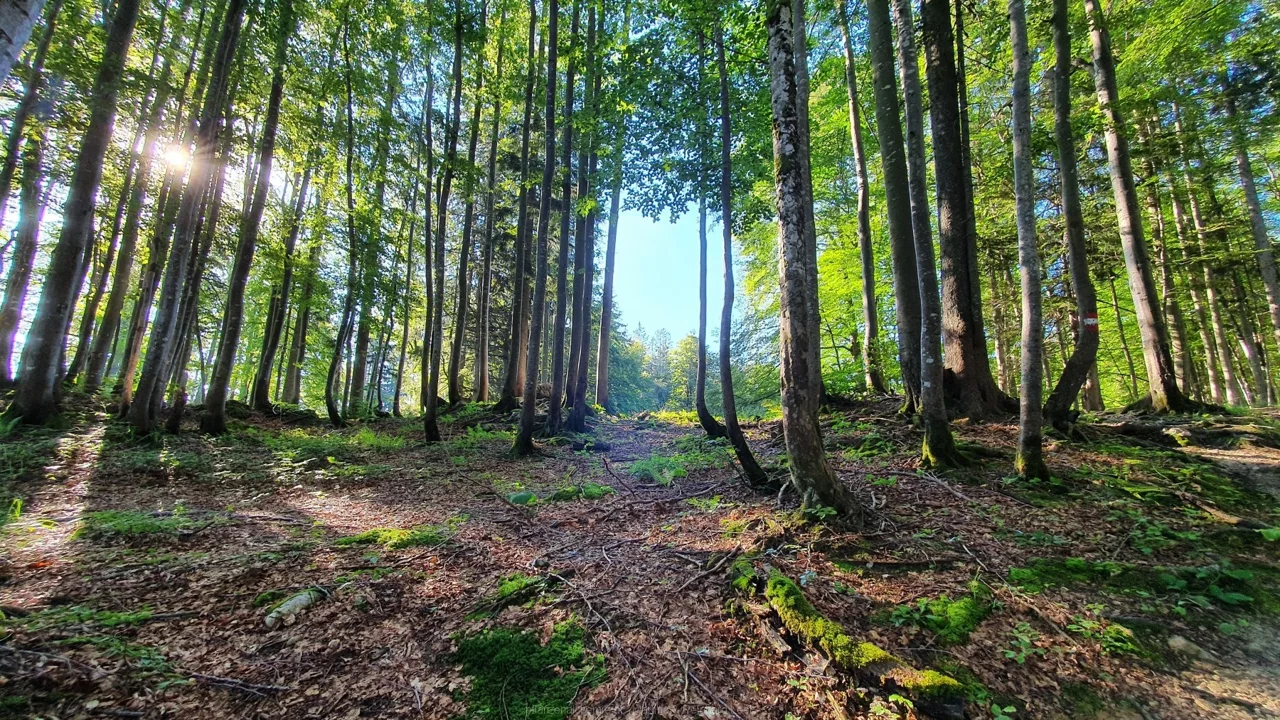 ein wunderbarer Blick in den Wald