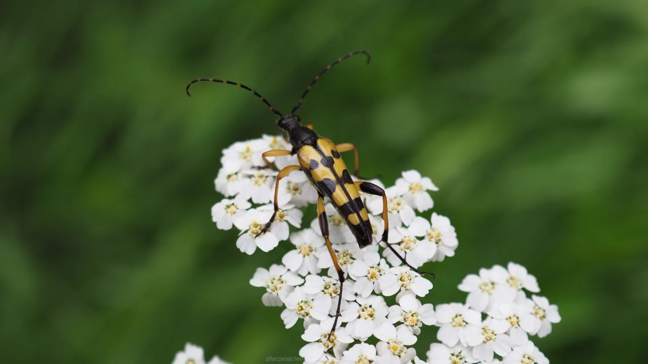 Gefleckter Schmalbock