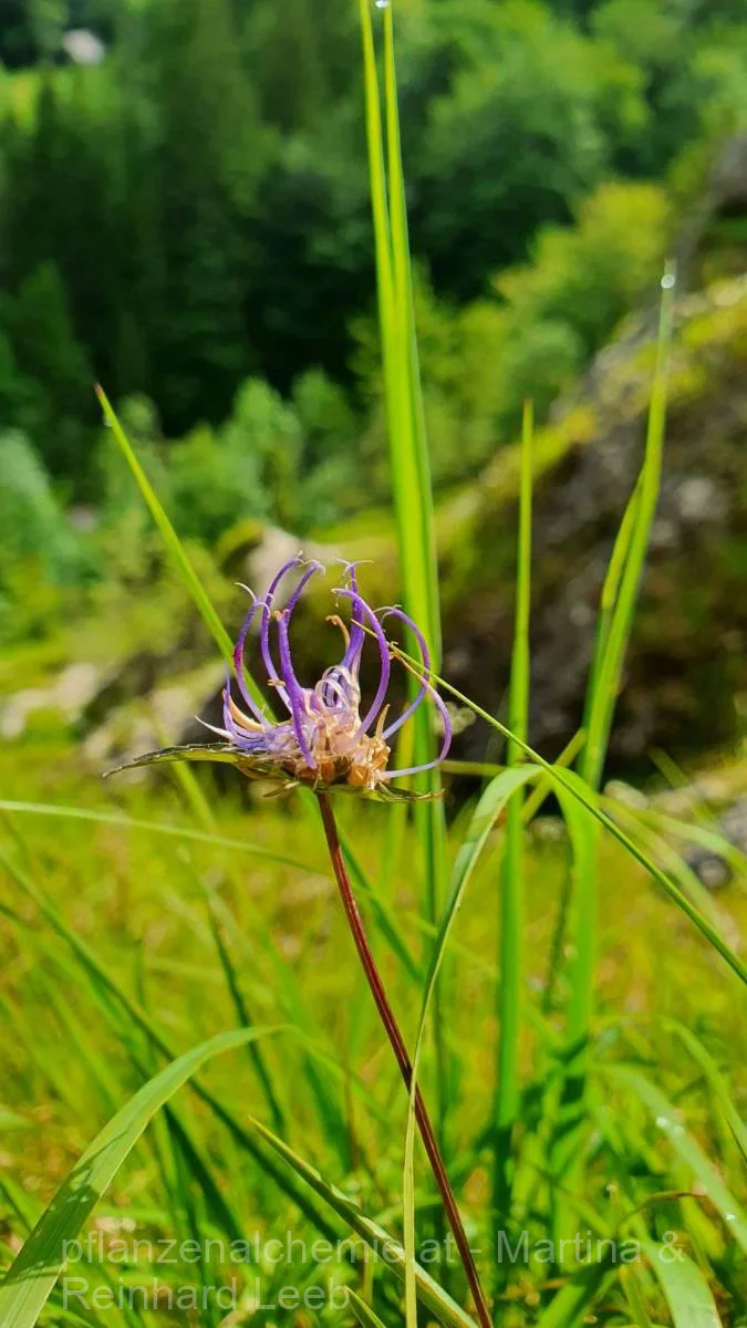 Kugelige Teufelskralle (Phyteum orbiculare)
