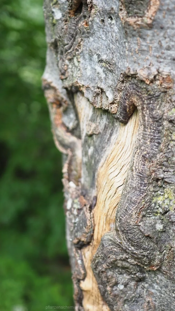Als Baum brauchst du eine dicke "Haut" ...