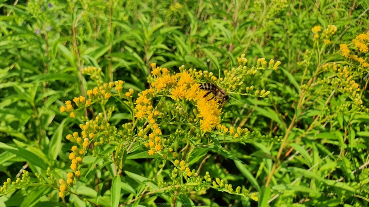 Riesen-Goldrute (Solidago gigantea)