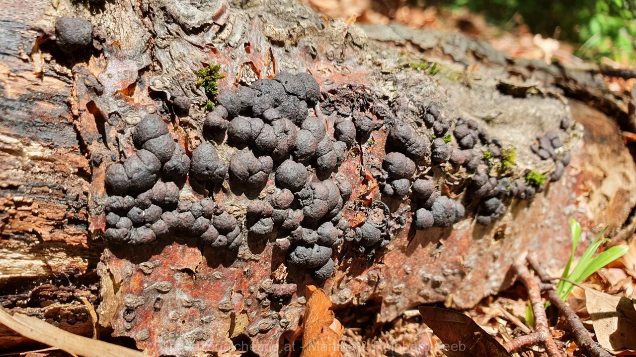 Kohlenbeere (Hypoxylon sp.)