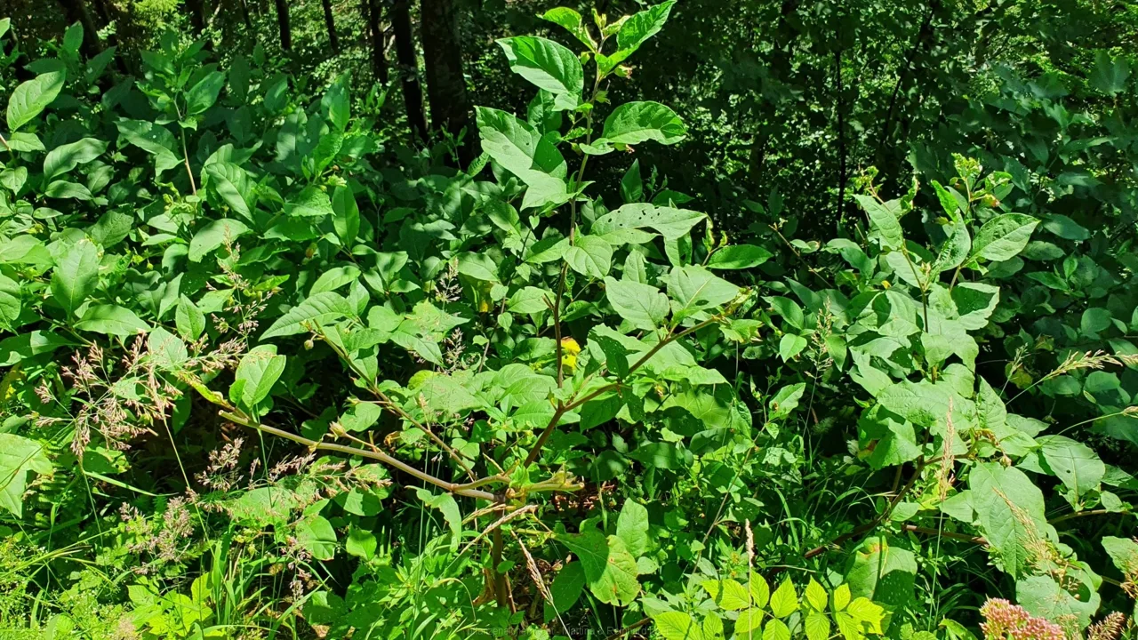 Bodenwies 8.8.2020 – Aufnahme 51
