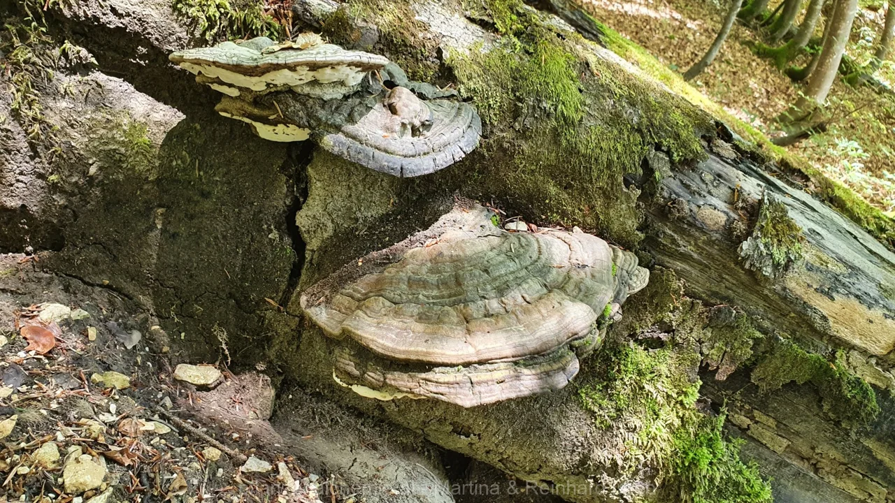 Steinbachtal-Lassingtal – Aufnahme 8