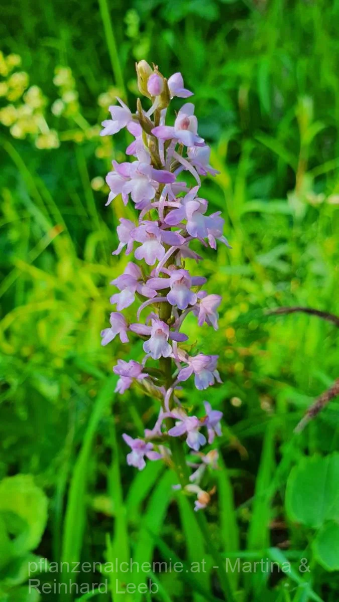 Mücken-Händelwurz (Gymnadenia conopsea)